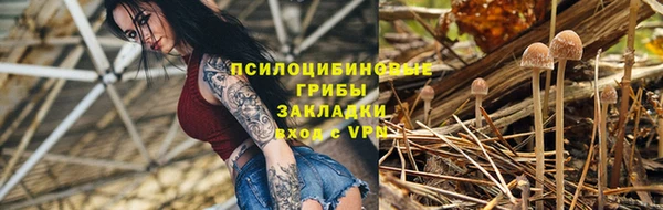 прущие грибы Аркадак